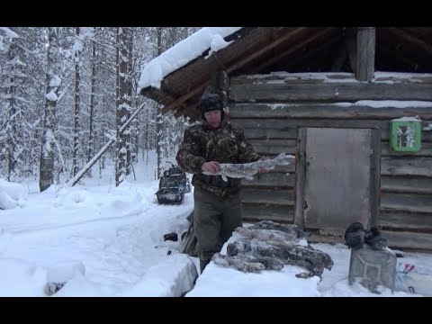 ТРИ ДНЯ В ТАЙГЕ / ОХОТА НА КУНИЦУ КАПКАНАМИ / ЛОВЛЯ НАЛИМА И ЩУКИ НА ЖЕРЛИЦЫ / ИЗБА / БЫТ