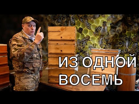 ИЗ ОДНОЙ СЕМЬИ ДЕЛАЕМ ВОСЕМЬ