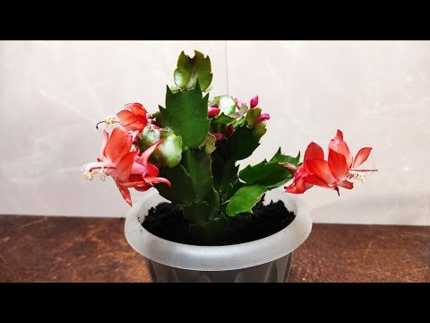 06/10/21. Transplantation of a new blooming Decembrist.