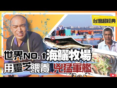 《台灣超經典》【季節限定海味貓仔崎 享用在地人的私房菜 / 世界第一海鱺牧場 頂級生魚片海鱺沙西米 / 全球獨有 東方夜明珠 獨家曝光無價藍色方解石】 台灣第一等
