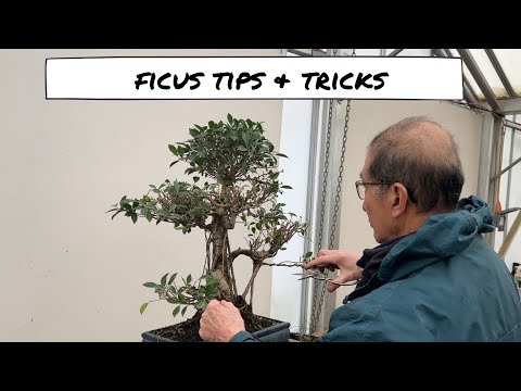 Ficus Tips & Tricks