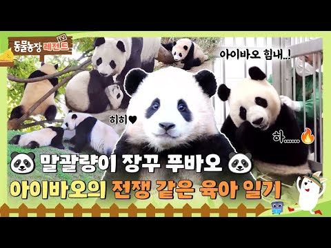 [TV 동물농장 레전드] 🐼말괄량이 장꾸 푸바오🐼 ‘아이바오’의 전쟁 같은 육아 일기🔥 #TV동물농장 #AnimalFarm #SBSstory