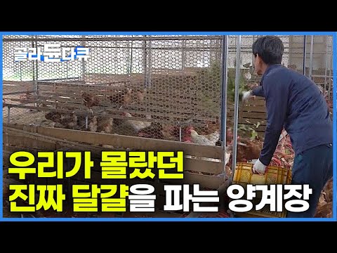 돈 주고도 못 사먹는 진짜 달걀? 전국에서 줄서서 기다려야 먹는 100% 회원제 이상한 양계장의 정체｜사장님이 닭장에서 먹고 자며 철학으로 키우는 달걀 농장｜극한직업｜#골라듄다큐