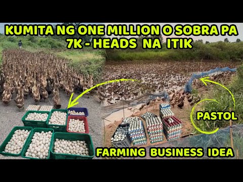 7K - HEADS NA ITIK PWEDI KUMITA NG MILLION O SUBRA PA! FARMING BUSINESS IDEA