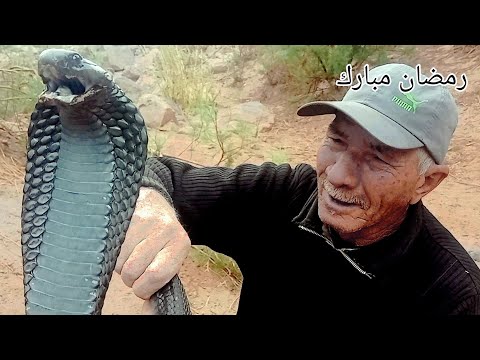 مشهد خطير ⛔العساوي براهيم يغامر مع اخطر 🤲كوبرا سلطان سم الله ☝️يجيب السلامه#العساوي