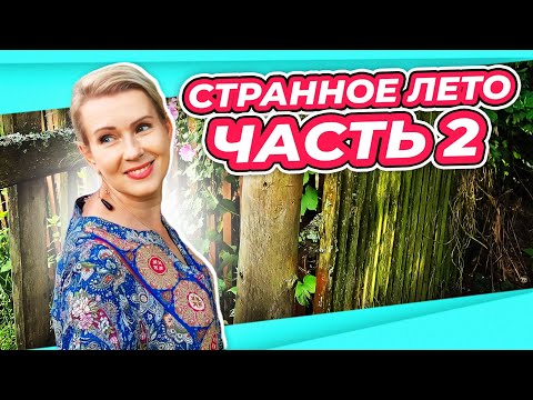 КТО ЛУЧШЕ ВСЕХ ЖИВЕТ | СПАСАЮ ШТАМБОВЫЕ РОЗЫ | ОБЗОР САДА ВТОРАЯ ЧАСТЬ ГОРТЕНЗИИ И НЕ ТОЛЬКО