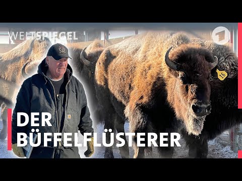 USA: Schaffen es die Bisons zurück zu den Indigenen?