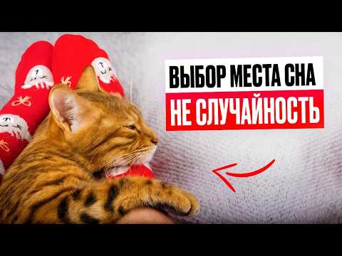 Почему твоя кошка спит с тобой на самом деле