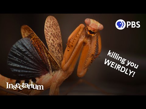 How Mantises Became Nature’s Strangest Assassins
