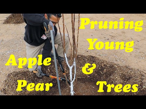 Pruning Young Apple & Pear Trees | Establishing Central Leader