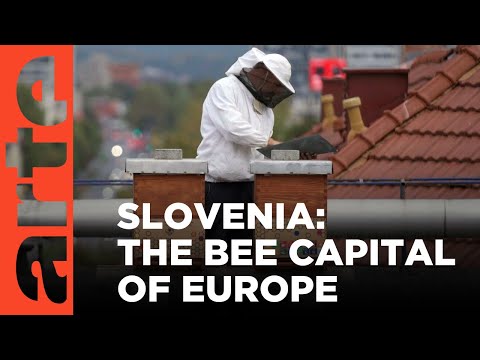 Slovenian Bee Culture | ARTE.tv Documentary