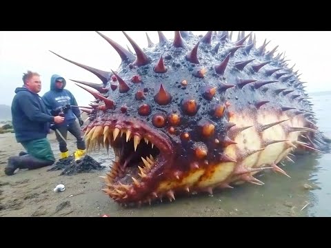 100 Самых Редких Существ Океана