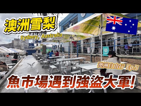 🇦🇺 Sydney Trip Turns into a Disaster! Ordered lobster noodles but surrounded by a horde of seagul...