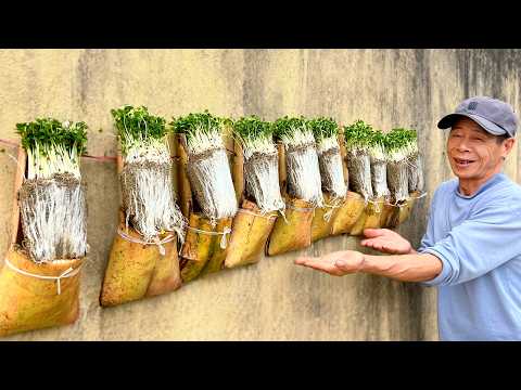 With Just Banana Sheaths and Sand, Grow Vegetables Super Fast – No Soil, No Garden!