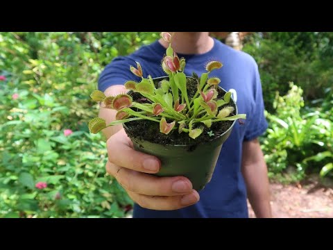 Carnivorous Plants... as presented by a vegetarian!