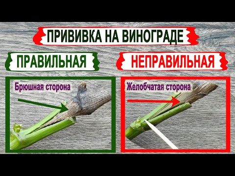 🍇  Почему даже ОПЫТНЫЕ ВИНОГРАДАРИ ПРИВИВКИ делают НЕПРАВИЛЬНО. Вся ТЕОРИЯ прививки в одном фильме