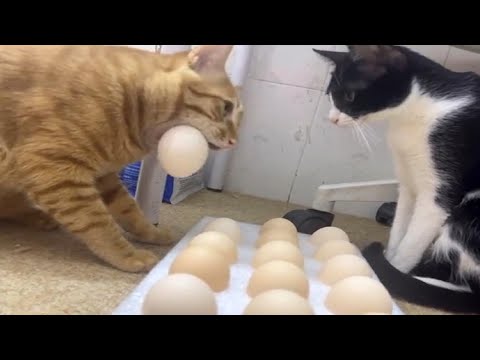 CATS: Bonkers Antics and Unstoppable Chaos