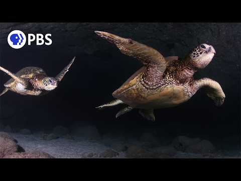 Swim with Soothing Sea Turtles | Relaxing Nature Soundscape