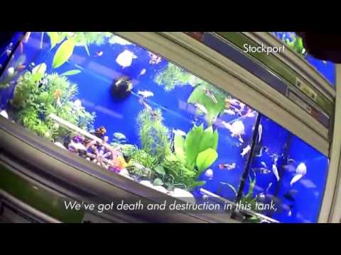 BBC Watchdog - Pets At Home - Dead fish, Guinea pigs with Ringworm, ill Rabbits