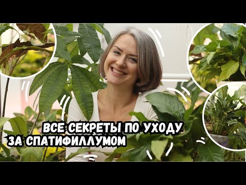 Желтеет спатифиллум / Спатифиллум / Женское счастье / Секреты ухода за спатифиллумом