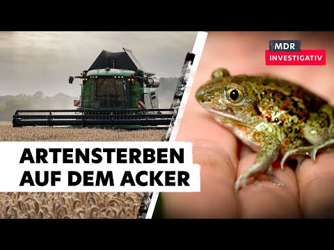 Artensterben auf dem Acker: Keine Chance für wilde Pflanzen und Tiere