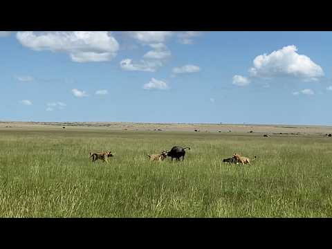 Lorkulup sons showing where they got their skills from