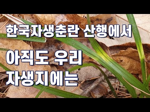 한국자생춘란 산행에서 아직도 우리 자생지에는