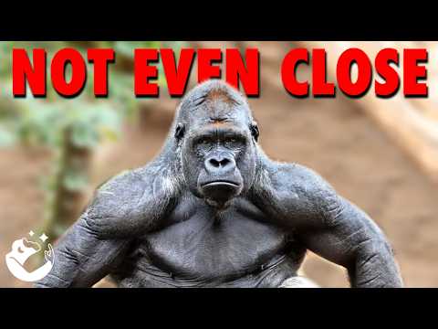 You Actually Think The Gorilla Has A Chance?