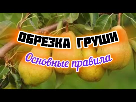 Pruning pear trees in spring. Subtleties of shaping.