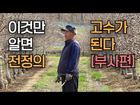 [부사] 사과나무 전정 시기, 가지치기 방법 I 제대로 배우면 누구나 전정 고수, 핵심 기술은?