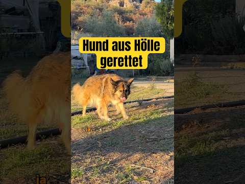HUND aus HÖLLE gerettet! #ungewohnt #doku