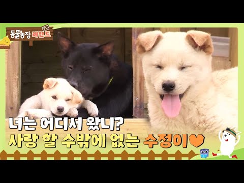 [TV 동물농장 레전드/SUB] 😳너는 어디서 왔니? 사랑 할 수 밖에 없는 강아지 ‘수정이’ 💕 #TV동물농장 #AnimalFarm #SBSstory