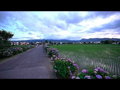 Kanagawa Kaisei town Hydrangea・4K HDR