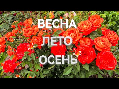 Magnificent perennials