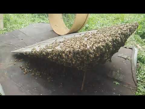 Борьба с роением  пчёл . Искусственное выделение Роя.