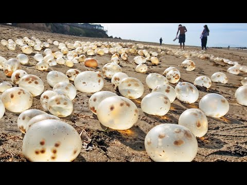 Случаи в Природе Один на Миллион