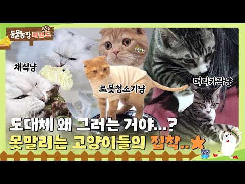 [TV Animal Farm Legend] What's wrong with you? An Unstoppable Cat Obsession Series #TV Animal Farm