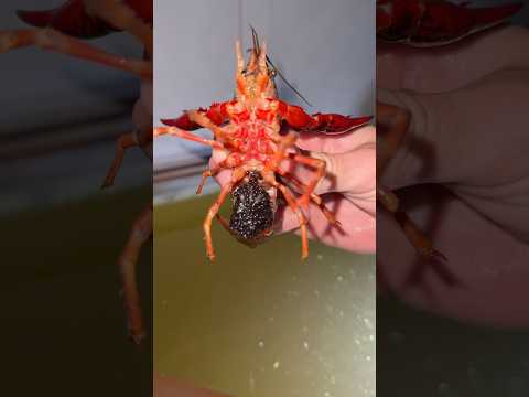 I CAN’T BELIEVE THIS CRAWFISH EXISTS!!!