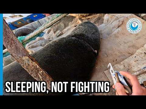 Antoine Strikes Again — Stealth Dockside Rescue