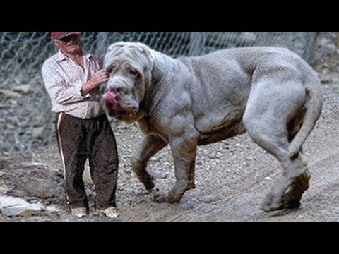 20 Biggest Dog Breeds in the World!