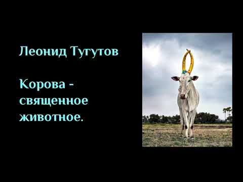 КОРОВА - СВЯЩЕННОЕ ЖИВОТНОЕ. ЛЕКЦИИ#12