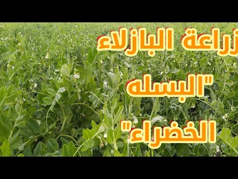 مشاكل البسله "البازلاء" الأمراض الفسيولوجية وأضرارها على النبات |تغذية نبات #زراعنجى