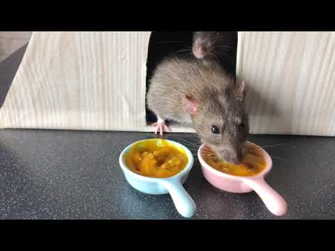 Вкусный завтрак для крыс 🐀