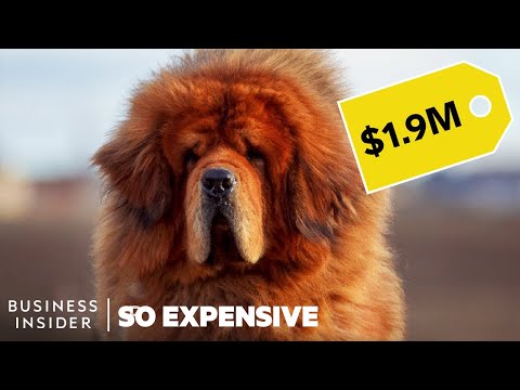 Why Pedigree Dogs Are So Expensive | So Expensive