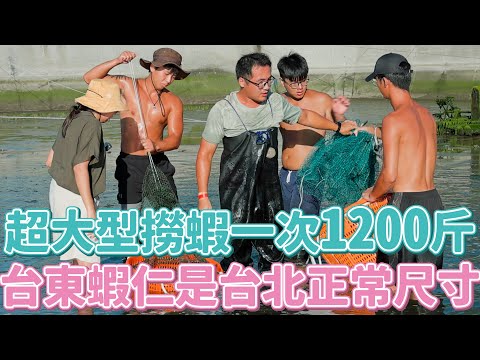 一日台東養蝦人一次撈1200斤生猛底迪激情逮蝦！大面「肌」紅布條高規迎接！可惡讓委員看看～