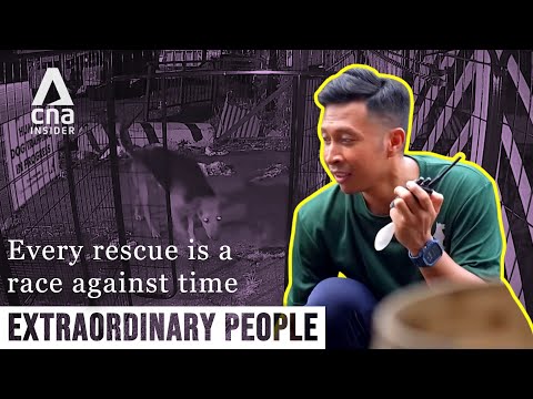 I Save Stray Animals Abandoned in Singapore’s Industrial Zones | Extraordinary People