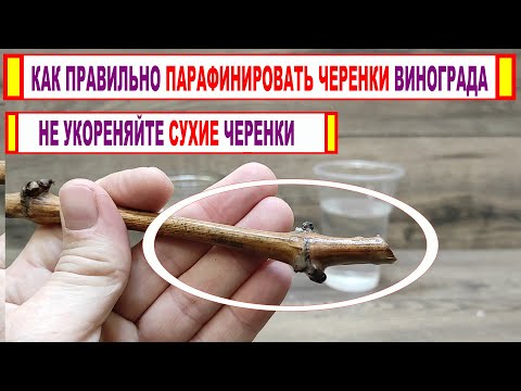 🍇 Не бойтесь ПАРАФИНИРОВАТЬ ЧЕРЕНКИ ВИНОГРАДА перед укоренением! Не укореняйте СУХИЕ черенки.