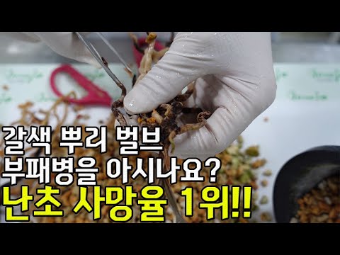 63편 난초의 사망율 1위를 아시나요?  [춘란,풍란,약초,명장,다육,난초,주식,재테크]