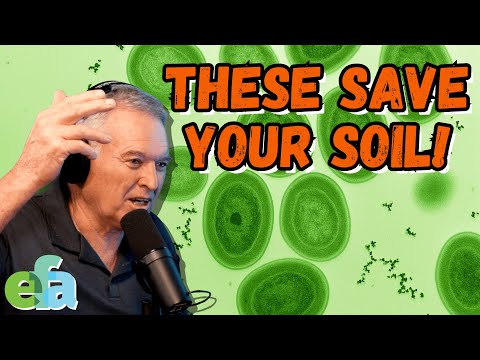 Cyanobacteria: The Hidden Engine Driving Your Soil