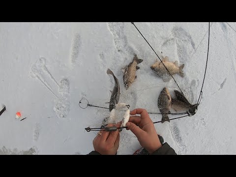 HOW MUCH IS THERE IN THIS RIVER?! THIS RIG ALWAYS CATCHES!!! THE GRABBERS HAVE DELIGHTED US WITH ...